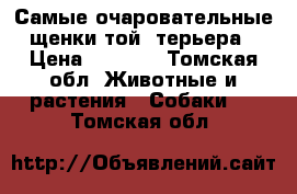 Самые очаровательные щенки той- терьера › Цена ­ 3 800 - Томская обл. Животные и растения » Собаки   . Томская обл.